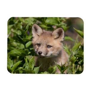 Cutest Baby Animals Fox Kit Magnet