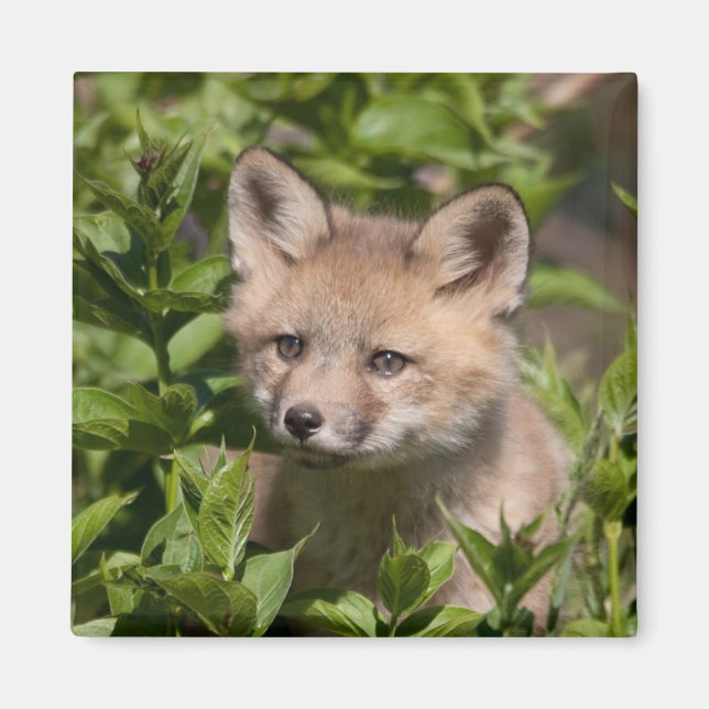 Cutest Baby Animals | Fox Kit Magnet (Front)