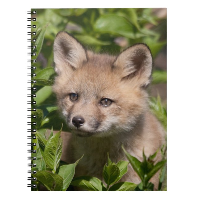Cutest Baby Animals | Fox Kit Notebook (Front)