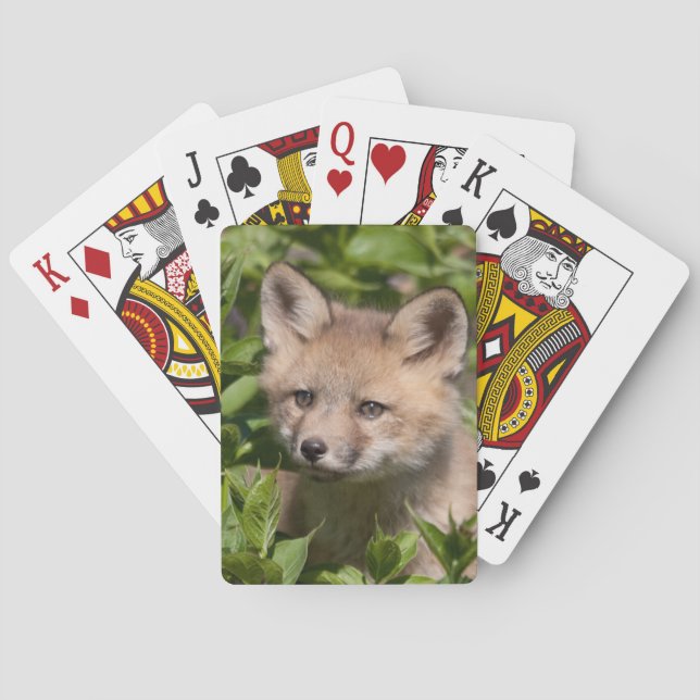 Cutest Baby Animals | Fox Kit Playing Cards (Back)