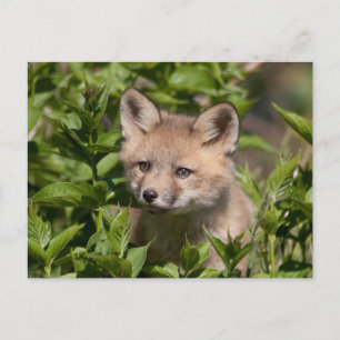 Cutest Baby Animals Fox Kit Postcard