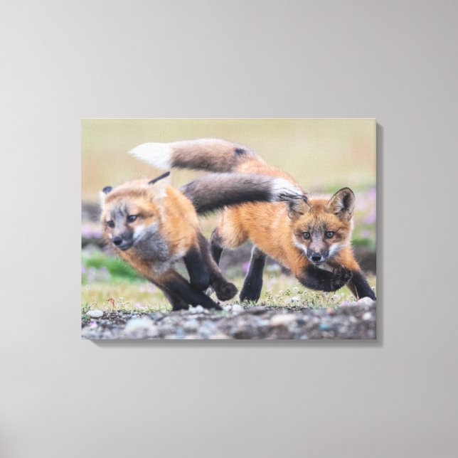 Cutest Baby Animals | Fox Pups at Play Canvas Print (Front)