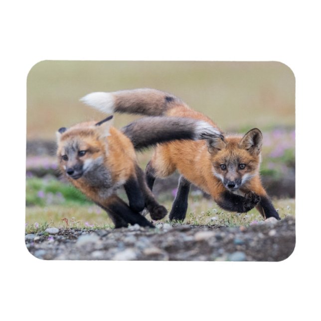 Cutest Baby Animals | Fox Pups at Play Magnet (Horizontal)