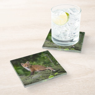 Cutest Baby Animals Foxy Smile Glass Coaster