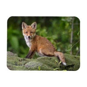 Cutest Baby Animals   Foxy Smile Magnet