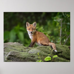 Cutest Baby Animals   Foxy Smile Poster