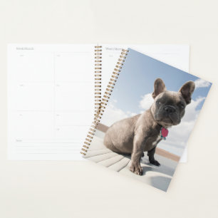 Cutest Baby Animals   French Bulldog Boating Planner