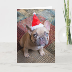 Cutest Baby Animals French Bulldog Christmas Card