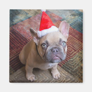 Cutest Baby Animals French Bulldog Christmas Magnet