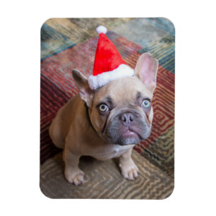 Cutest Baby Animals   French Bulldog Christmas Magnet