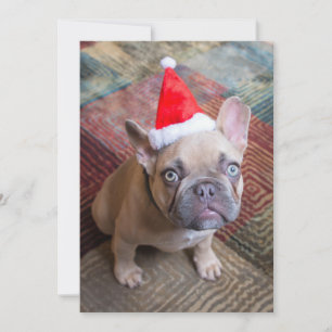 Cutest Baby Animals French Bulldog Christmas Thank You Card