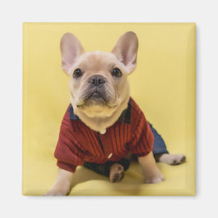 Cutest Baby Animals French Bulldog Dressed Magnet