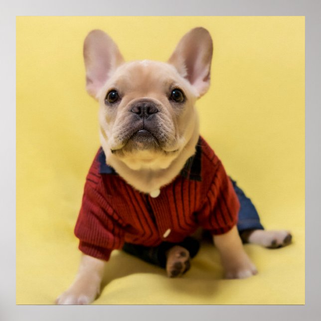 Cutest Baby Animals | French Bulldog Dressed Poster (Front)