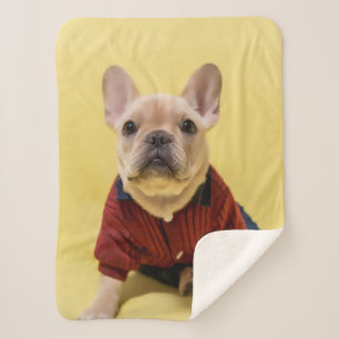 Cutest Baby Animals   French Bulldog Dressed Sherpa Blanket