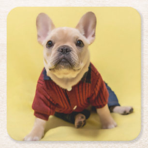 Cutest Baby Animals French Bulldog Dressed Square Paper Coaster