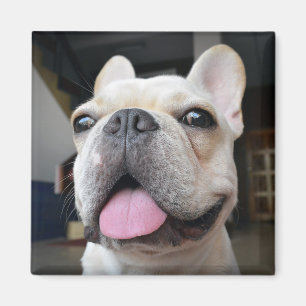 Cutest Baby Animals French Bulldog Face Magnet