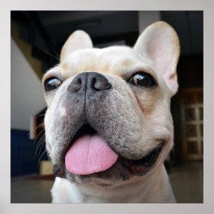 Cutest Baby Animals   French Bulldog Face Poster