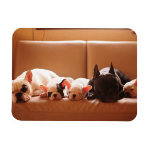 Cutest Baby Animals French Bulldog Family Magnet