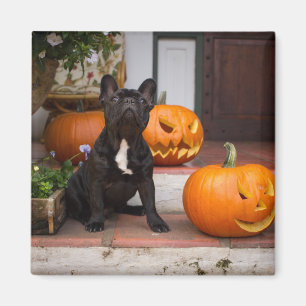 Cutest Baby Animals French Bulldog Halloween Magnet