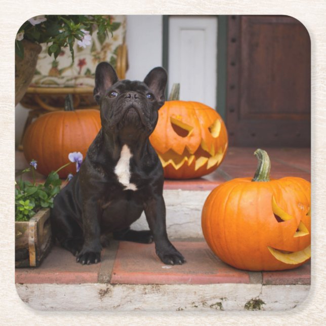 Cutest Baby Animals | French Bulldog Halloween Square Paper Coaster (Front)