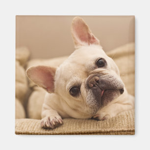 Cutest Baby Animals French Bulldog Head Tilt Magnet