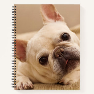 Cutest Baby Animals   French Bulldog Head Tilt Notebook