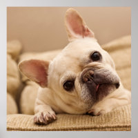 Cutest Baby Animals | French Bulldog Head Tilt