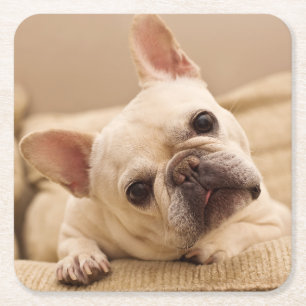 Cutest Baby Animals French Bulldog Head Tilt Square Paper Coaster