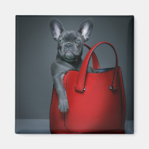Cutest Baby Animals French Bulldog in Handbag Magnet
