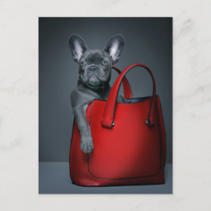 Cutest Baby Animals French Bulldog in Handbag Postcard