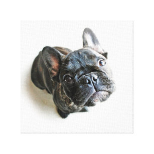 Cutest Baby Animals   French Bulldog Look Up Canvas Print
