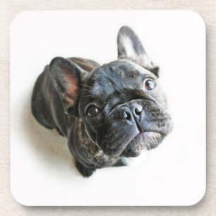 Cutest Baby Animals   French Bulldog Look Up Coaster
