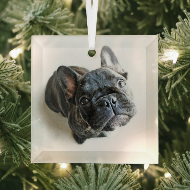 Cutest Baby Animals | French Bulldog Look Up Glass Tree Decoration (Insitu)