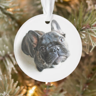 Cutest Baby Animals French Bulldog Look Up Ornament