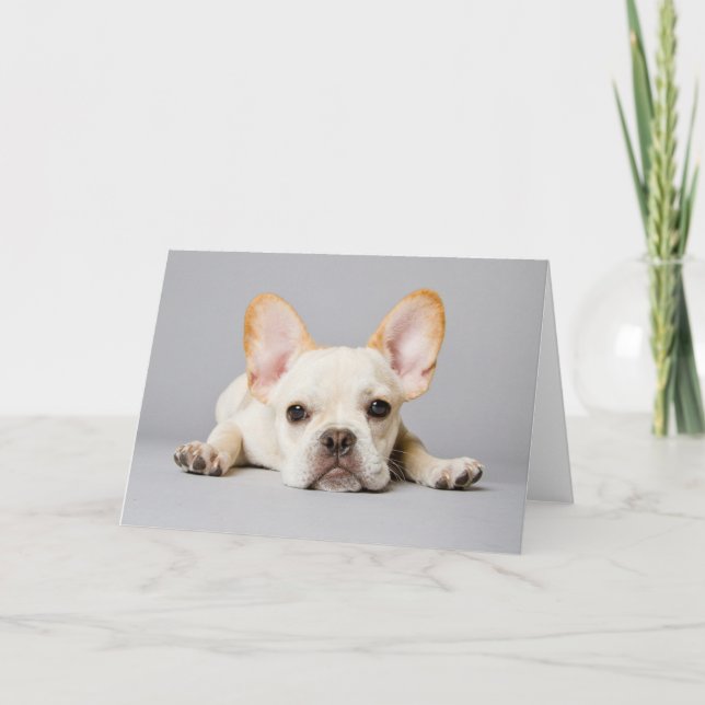 Cutest Baby Animals | French Bulldog Lying Down Card (Front)