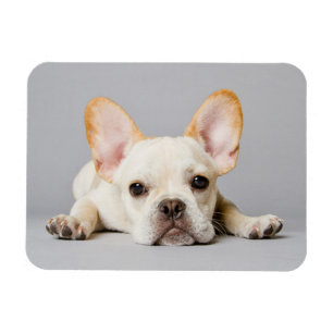 Cutest Baby Animals French Bulldog Lying Down Magnet