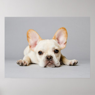 Cutest Baby Animals French Bulldog Lying Down Poster