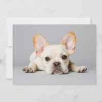 Cutest Baby Animals | French Bulldog Lying Down