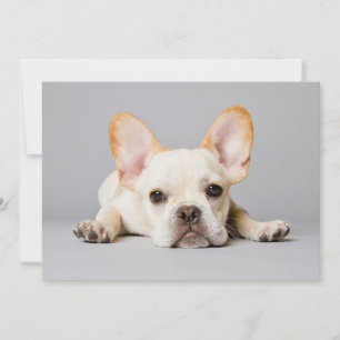 Cutest Baby Animals French Bulldog Lying Down Thank You Card