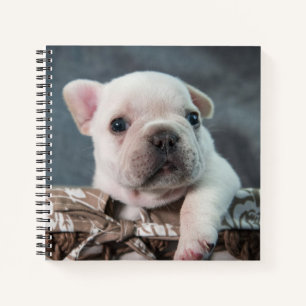 Cutest Baby Animals French Bulldog Notebook
