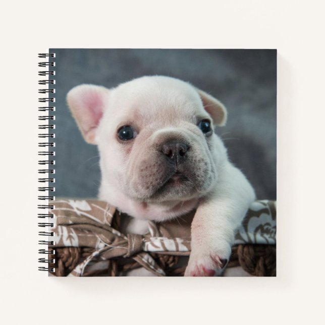 Cutest Baby Animals | French Bulldog Notebook (Front)