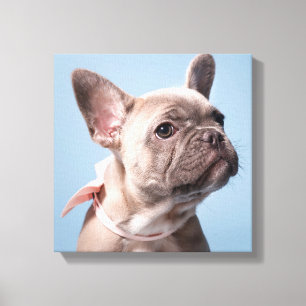 Cutest Baby Animals French Bulldog Pink Bow Canvas Print