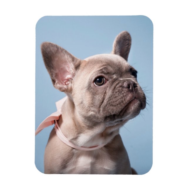 Cutest Baby Animals | French Bulldog Pink Bow Magnet (Vertical)