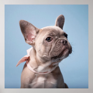 Cutest Baby Animals French Bulldog Pink Bow Poster