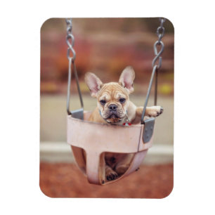 Cutest Baby Animals   French Bulldog Playground Magnet