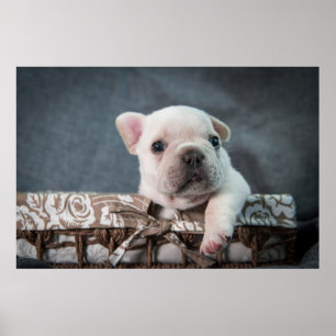 Cutest Baby Animals French Bulldog Poster
