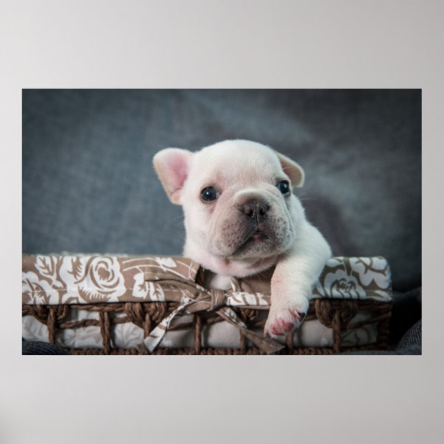 Cutest Baby Animals | French Bulldog Poster (Front)