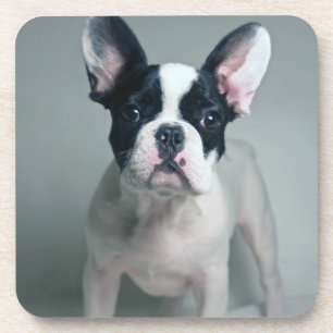 Cutest Baby Animals   French Bulldog Puppy Coaster