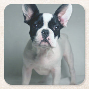 Cutest Baby Animals   French Bulldog Puppy Square Paper Coaster
