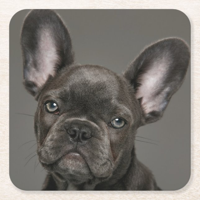 Cutest Baby Animals | French Bulldog Square Paper Coaster (Front)